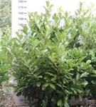 Lorbeerkirsche 'Rotundifolia' - Prunus lauroc.'Rotundifolia'