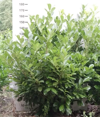 Lorbeerkirsche 'Rotundifolia' - Prunus lauroc.'Rotundifolia'