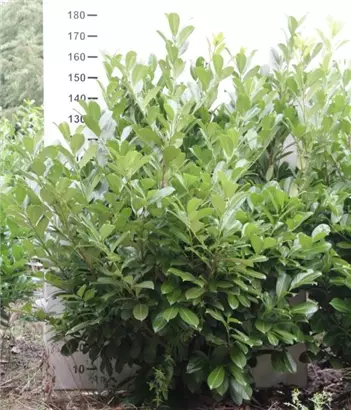 Lorbeerkirsche 'Rotundifolia' - Prunus lauroc.'Rotundifolia'