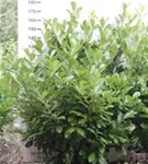 Lorbeerkirsche 'Rotundifolia' - Prunus lauroc.'Rotundifolia'