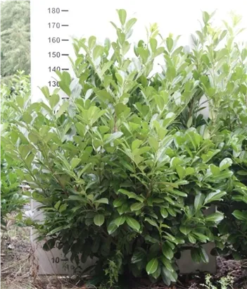 Lorbeerkirsche 'Rotundifolia' - Prunus lauroc.'Rotundifolia'