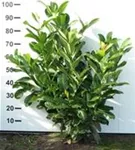 Lorbeerkirsche 'Rotundifolia' - Prunus lauroc.'Rotundifolia'