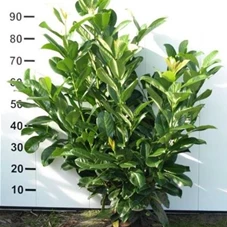Prunus lauroc.'Rotundifolia', mB 80- 100 Prunus lauroc.'Rotundifolia', mB 80- 100