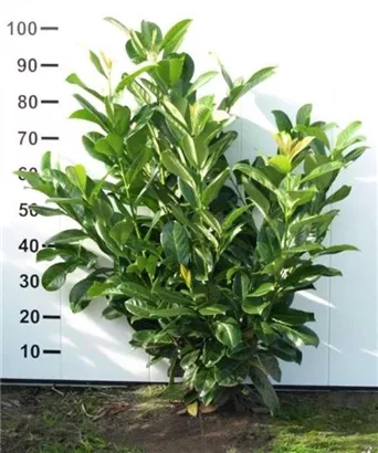 Lorbeerkirsche 'Rotundifolia' - Prunus lauroc.'Rotundifolia'