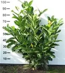 Lorbeerkirsche 'Rotundifolia' - Prunus lauroc.'Rotundifolia'