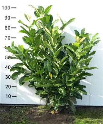 Lorbeerkirsche 'Rotundifolia' - Prunus lauroc.'Rotundifolia'