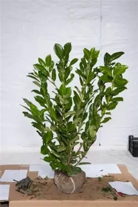 Lorbeerkirsche 'Rotundifolia' - Prunus lauroc.'Rotundifolia'