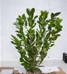 Lorbeerkirsche 'Rotundifolia' - Prunus lauroc.'Rotundifolia'