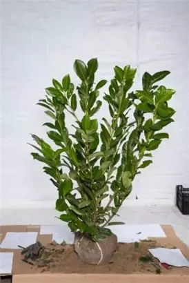 Lorbeerkirsche 'Rotundifolia' - Prunus lauroc.'Rotundifolia'