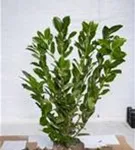 Lorbeerkirsche 'Rotundifolia' - Prunus lauroc.'Rotundifolia'