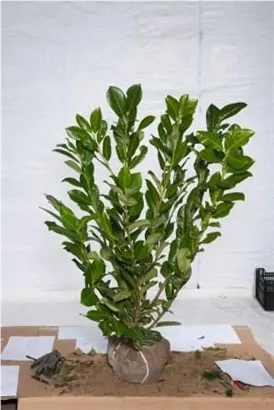 Lorbeerkirsche 'Rotundifolia' - Prunus lauroc.'Rotundifolia'