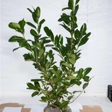 Prunus lauroc.'Rotundifolia', mB 100- 125 Prunus lauroc.'Rotundifolia', mB 100- 125