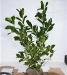 Lorbeerkirsche 'Rotundifolia' - Prunus lauroc.'Rotundifolia'