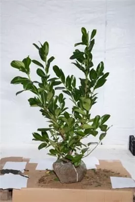 Lorbeerkirsche 'Rotundifolia' - Prunus lauroc.'Rotundifolia'