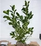 Lorbeerkirsche 'Rotundifolia' - Prunus lauroc.'Rotundifolia'