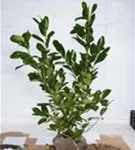 Lorbeerkirsche 'Rotundifolia' - Prunus lauroc.'Rotundifolia'