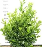 Lorbeerkirsche 'Rotundifolia' - Prunus lauroc.'Rotundifolia'