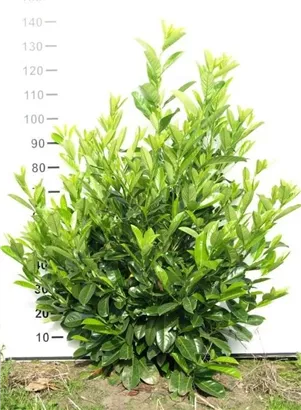 Lorbeerkirsche 'Rotundifolia' - Prunus lauroc.'Rotundifolia'