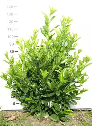 Lorbeerkirsche 'Rotundifolia' - Prunus lauroc.'Rotundifolia'