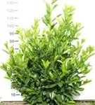 Lorbeerkirsche 'Rotundifolia' - Prunus lauroc.'Rotundifolia'