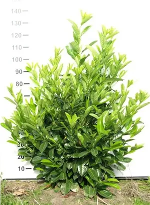 Lorbeerkirsche 'Rotundifolia' - Prunus lauroc.'Rotundifolia'