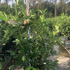 Prunus lauroc.'Rotundifolia', C 20 125- 150 Prunus lauroc.'Rotundifolia', C 20 125- 150