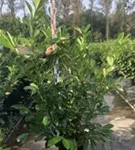 Lorbeerkirsche 'Rotundifolia' - Prunus lauroc.'Rotundifolia'