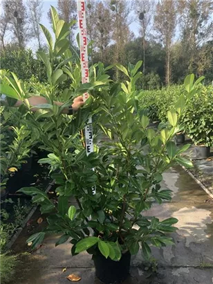 Lorbeerkirsche 'Rotundifolia' - Prunus lauroc.'Rotundifolia'