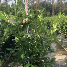 Prunus lauroc.'Rotundifolia', C 20 125- 150