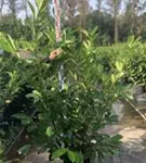 Lorbeerkirsche 'Rotundifolia' - Prunus lauroc.'Rotundifolia'
