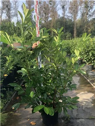 Lorbeerkirsche 'Rotundifolia' - Prunus lauroc.'Rotundifolia'