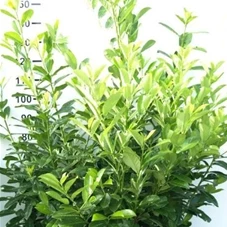 Prunus lauroc.'Rotundifolia', mB 125- 150 Prunus lauroc.'Rotundifolia', mB 125- 150