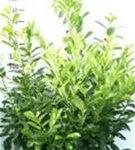 Lorbeerkirsche 'Rotundifolia' - Prunus lauroc.'Rotundifolia'