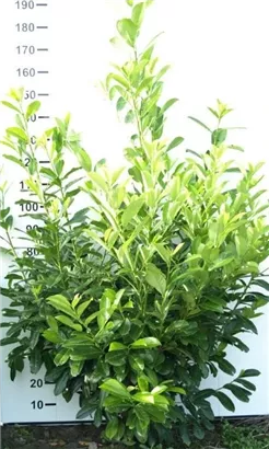 Lorbeerkirsche 'Rotundifolia' - Prunus lauroc.'Rotundifolia'