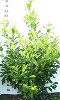 Lorbeerkirsche 'Rotundifolia' - Prunus lauroc.'Rotundifolia'
