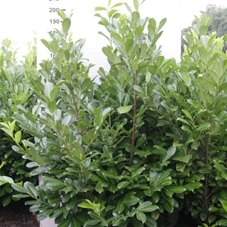 Prunus lauroc.'Rotundifolia', mB 175- 200 Prunus lauroc.'Rotundifolia', mB 175- 200