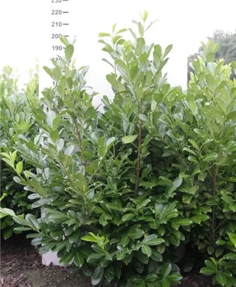 Lorbeerkirsche 'Rotundifolia' - Prunus lauroc.'Rotundifolia' Lorbeerkirsche 'Rotundifolia' - Prunus lauroc.'Rotundifolia'