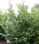 Lorbeerkirsche 'Rotundifolia' - Prunus lauroc.'Rotundifolia'