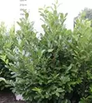Lorbeerkirsche 'Rotundifolia' - Prunus lauroc.'Rotundifolia'