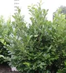Lorbeerkirsche 'Rotundifolia' - Prunus lauroc.'Rotundifolia'