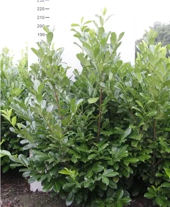 Lorbeerkirsche 'Rotundifolia' - Prunus lauroc.'Rotundifolia'