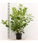 Lorbeerkirsche 'Rotundifolia' - Prunus lauroc.'Rotundifolia' Lorbeerkirsche 'Rotundifolia' - Prunus lauroc.'Rotundifolia'