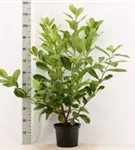 Lorbeerkirsche 'Rotundifolia' - Prunus lauroc.'Rotundifolia'