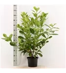 Lorbeerkirsche 'Rotundifolia' - Prunus lauroc.'Rotundifolia'