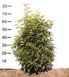 Portug.Lorbeerkirsche 'Angustifolia' - Prunus lusitanica 'Angustifolia' - Heckenpflanzen