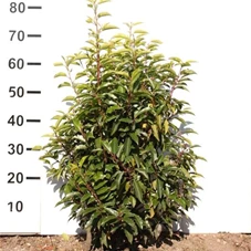 Prunus lusitanica 'Angustifolia' - Heckenpflanzen, mB 60- 80