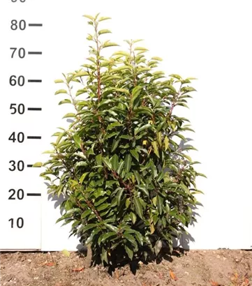 Portug.Lorbeerkirsche 'Angustifolia' - Prunus lusitanica 'Angustifolia' - Heckenpflanzen