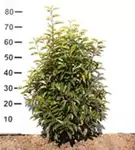 Portug.Lorbeerkirsche 'Angustifolia' - Prunus lusitanica 'Angustifolia' - Heckenpflanzen