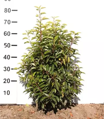 Portug.Lorbeerkirsche 'Angustifolia' - Prunus lusitanica 'Angustifolia' - Heckenpflanzen