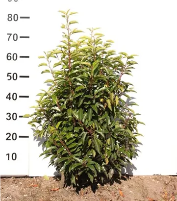 Portug.Lorbeerkirsche 'Angustifolia' - Prunus lusitanica 'Angustifolia' - Heckenpflanzen